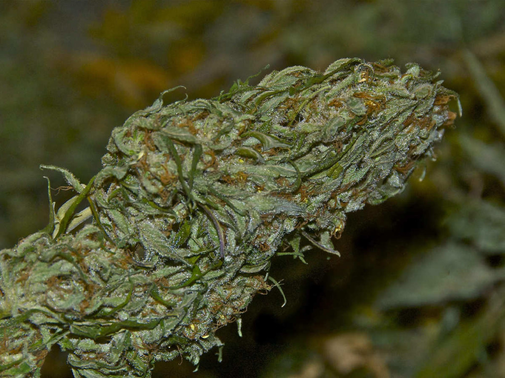 Mold on Cannabis