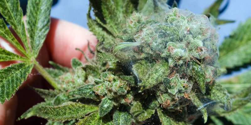 Spider Mites on Cannabis Plant.
